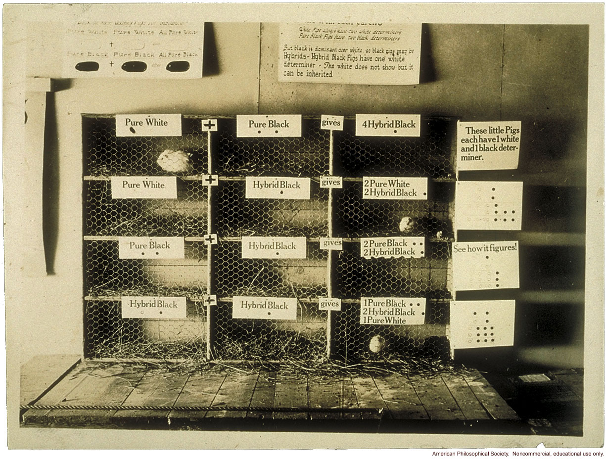 Guinea pigs showing color inheritance, Fitter Families exhibit