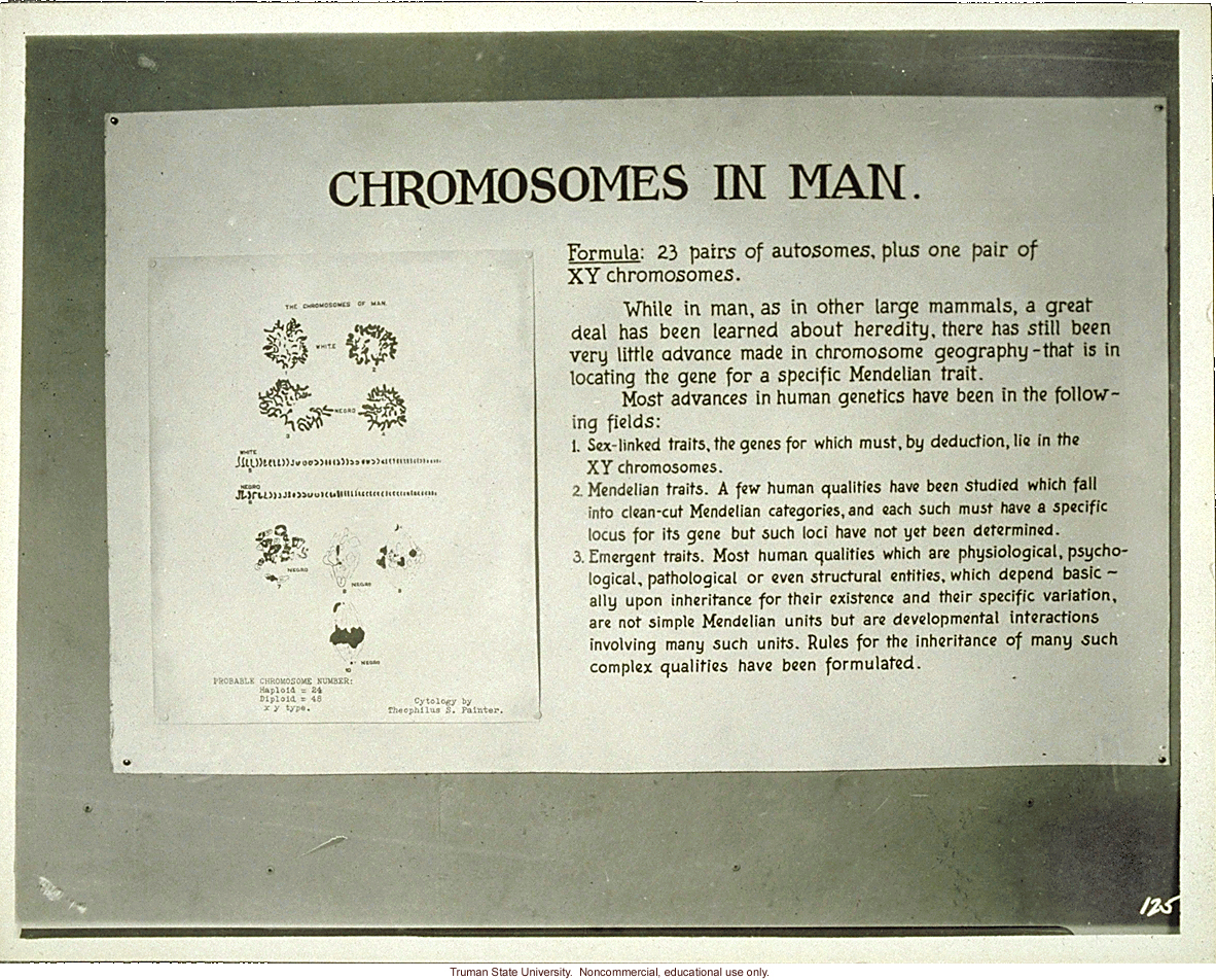 T. S. Painter's exhibit &quote;Chromosomes in man,&quote; 3rd International Eugenics Conference