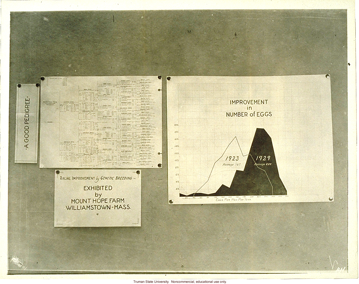 &quote;A good pedigree: improvement in number of eggs,&quote; in chickens, 3rd International Eugenics Conference