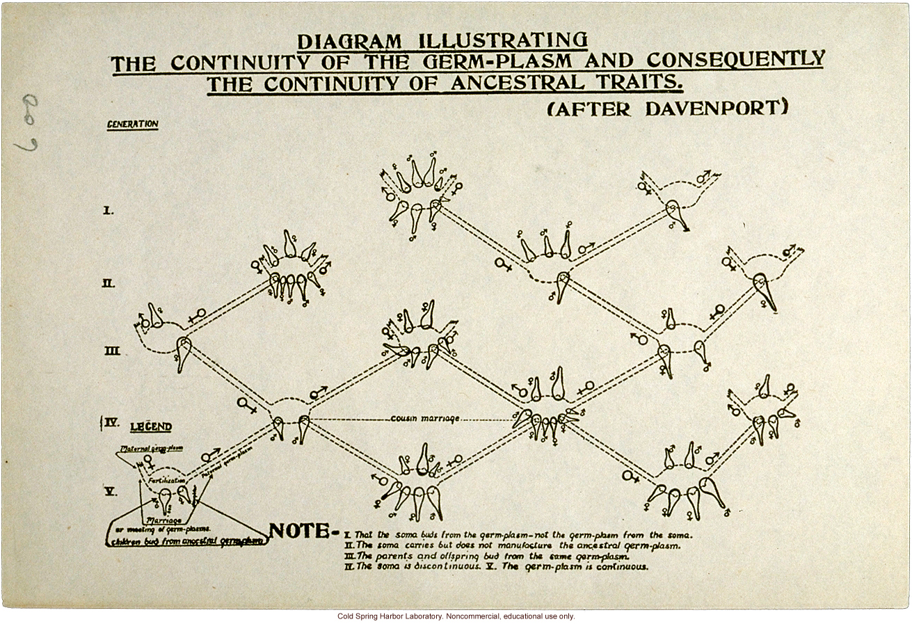 &quote;Diagram Illustrating the Continuity of the Germ-Plasm and Consequently the Continuity of Ancestral Traits,&quote; adapted from Davenport