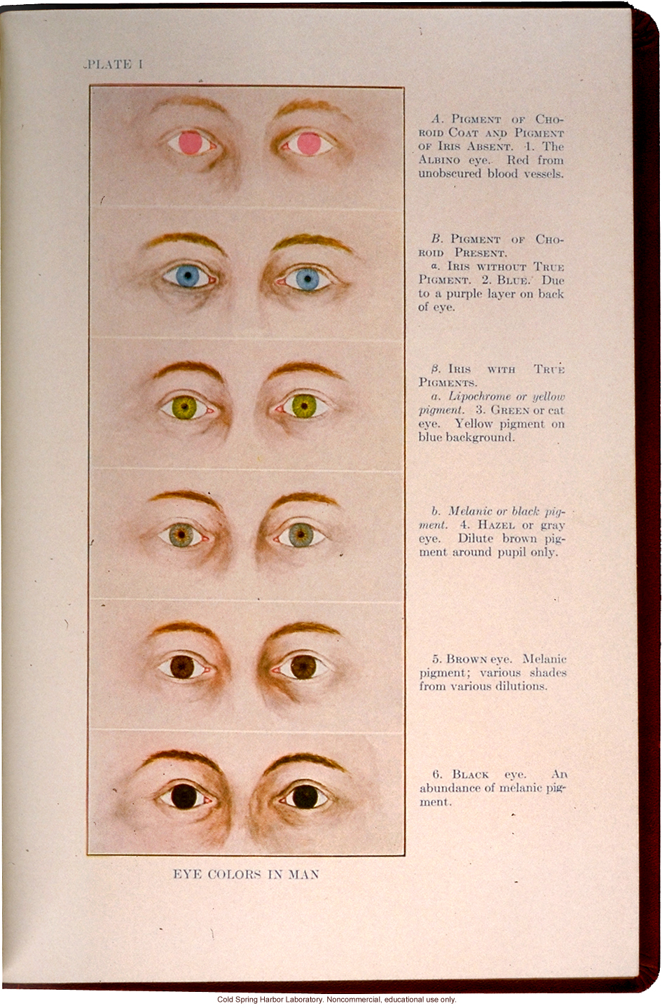 &quote;Eye Colors in Man,&quote; from The Trait Book, ERO Bulliten No. 6, by Charles B. Davenport