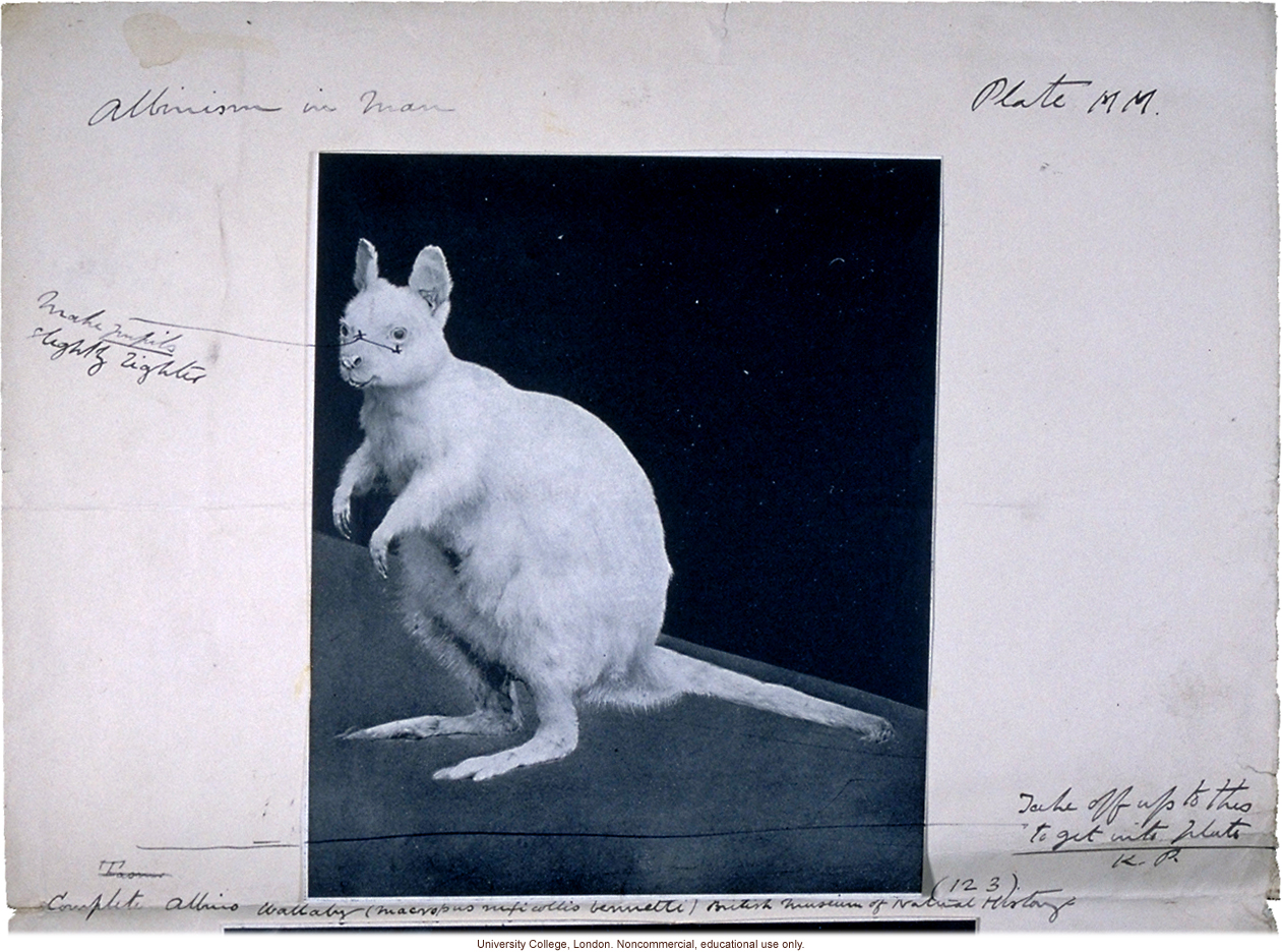 Albino wallaby, with Karl Pearson's handwritten captions and instructions for publication in &quote;Albinism in Man&quote; (1913)