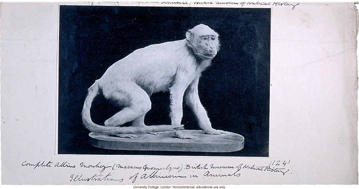 Albino monkey, with Karl Pearson's handwritten captions and instructions for publication in &quote;Albinism in Man&quote; (1911)