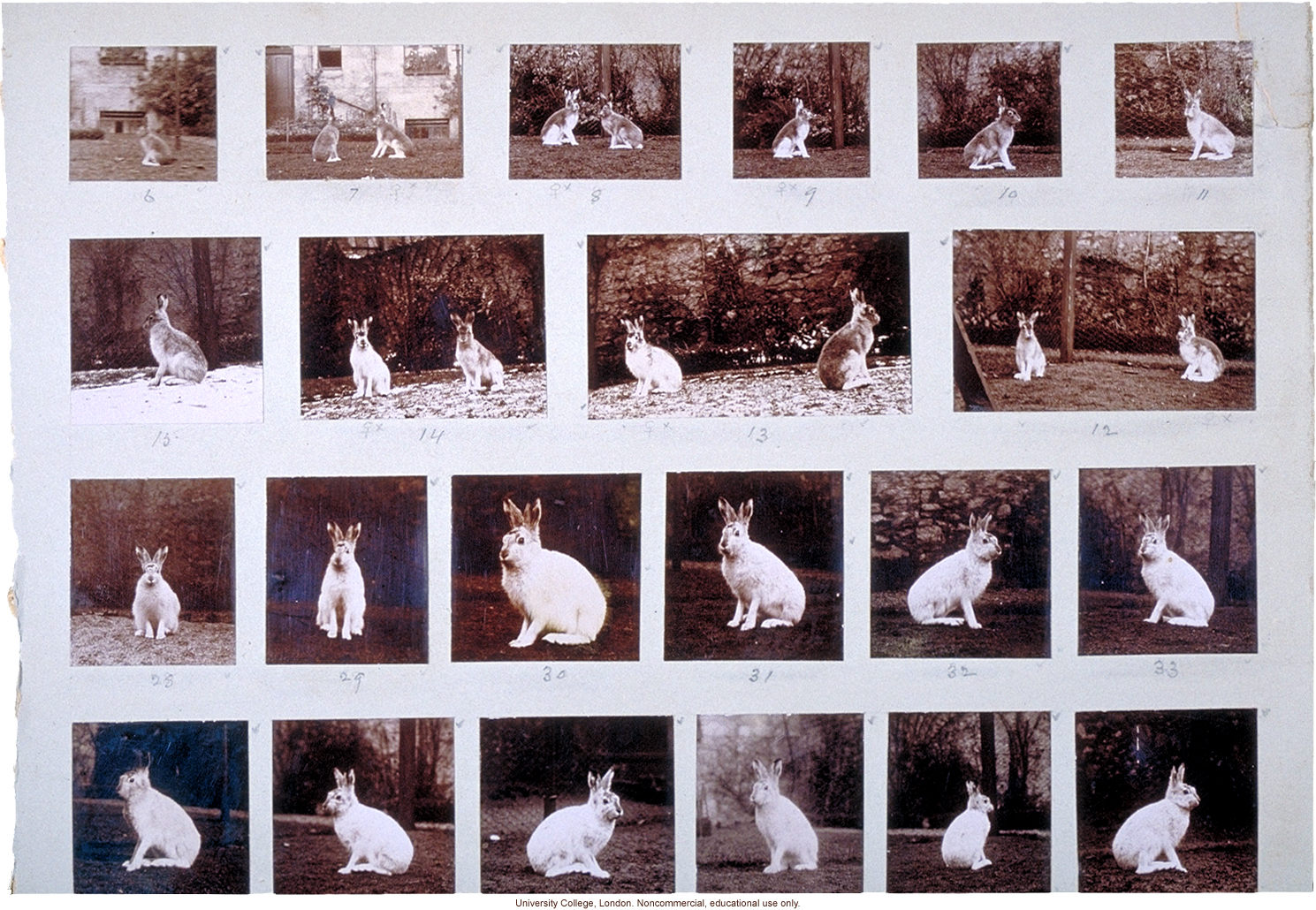 Albino hares, for publication in &quote;Albinism in Man,&quote; by K. Pearson, E. Nettleship, and C.H. Usher (1911)
