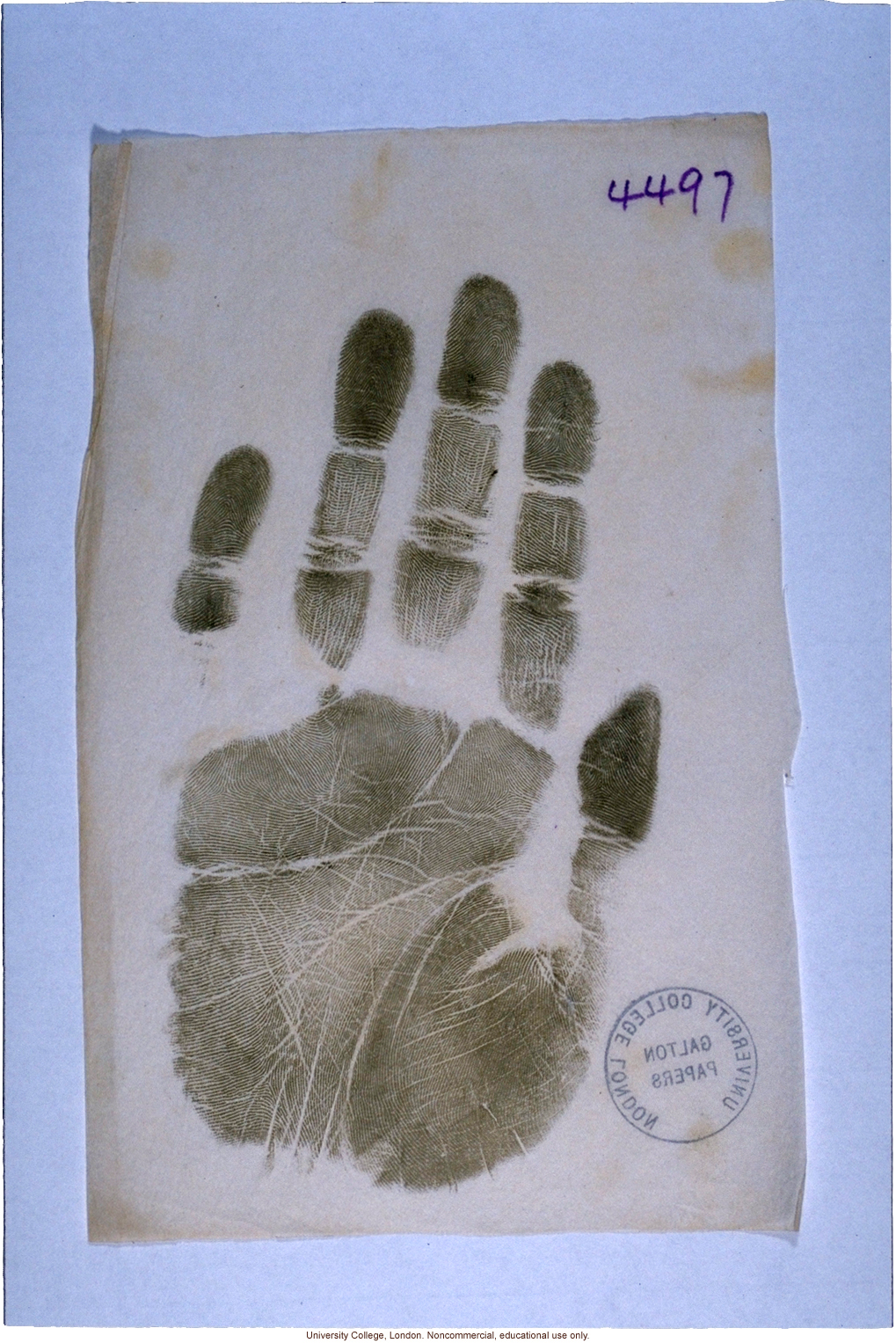 Handprint taken by Francis Galton