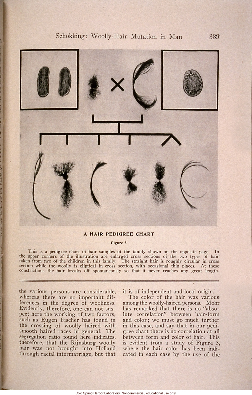 &quote;Another Wooly-Hair Mutation in Man,&quote; by C.Ph. Schokking, <i>Journal of Heredity</i> (vol. 25)