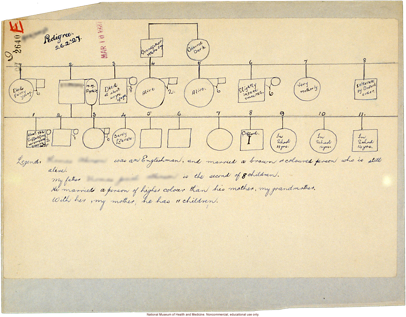 Mico College anthropometric case 3: photos, measurements, pedigree, notes; by Morris Steggerda for <i>Race Crossing in Jamaica</i>