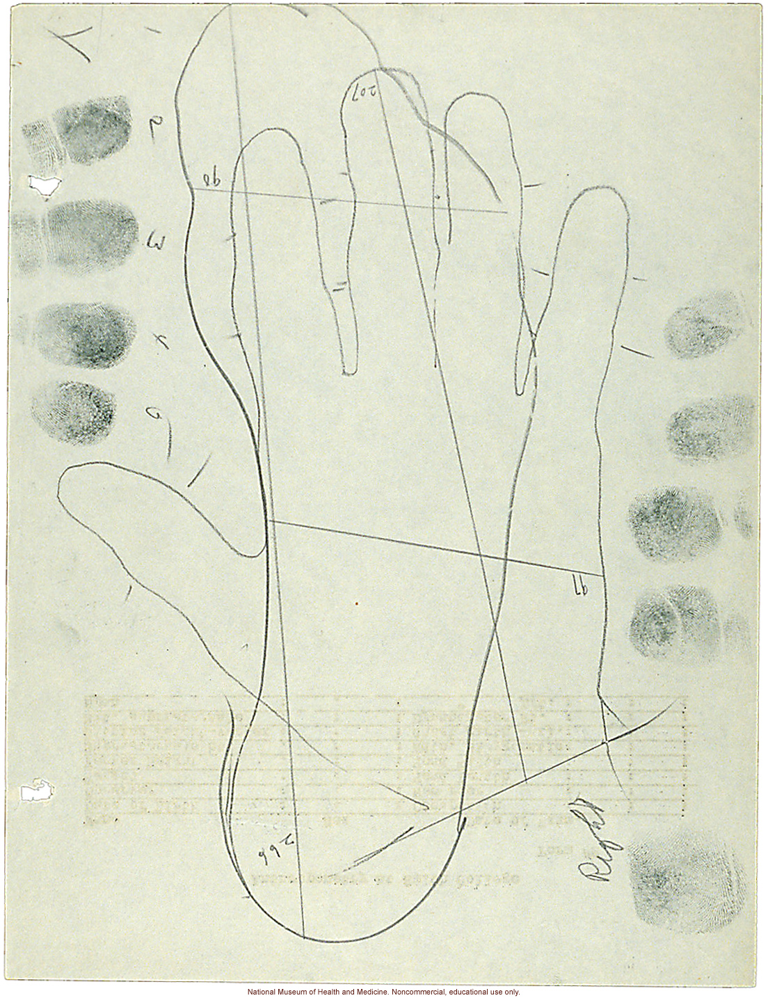 &quote;Anthropometry at Smith College,&quote; form with measurements, handprints, and hand/foot tracings (&quote;Observer Steggerda&quote;)