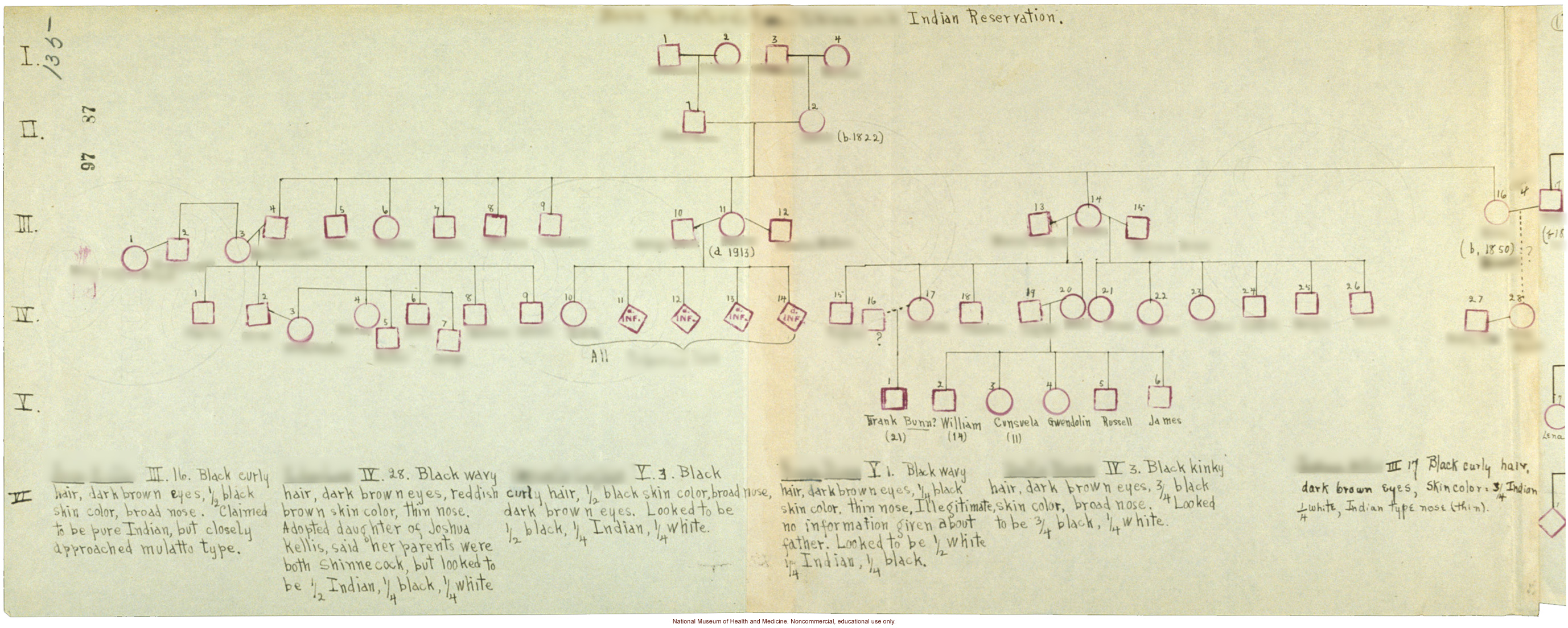Anthropometric case materials on a Shinnecock Indian Family of Eastern Long Island (photographs, pedigree, field notes, and physical measurements)