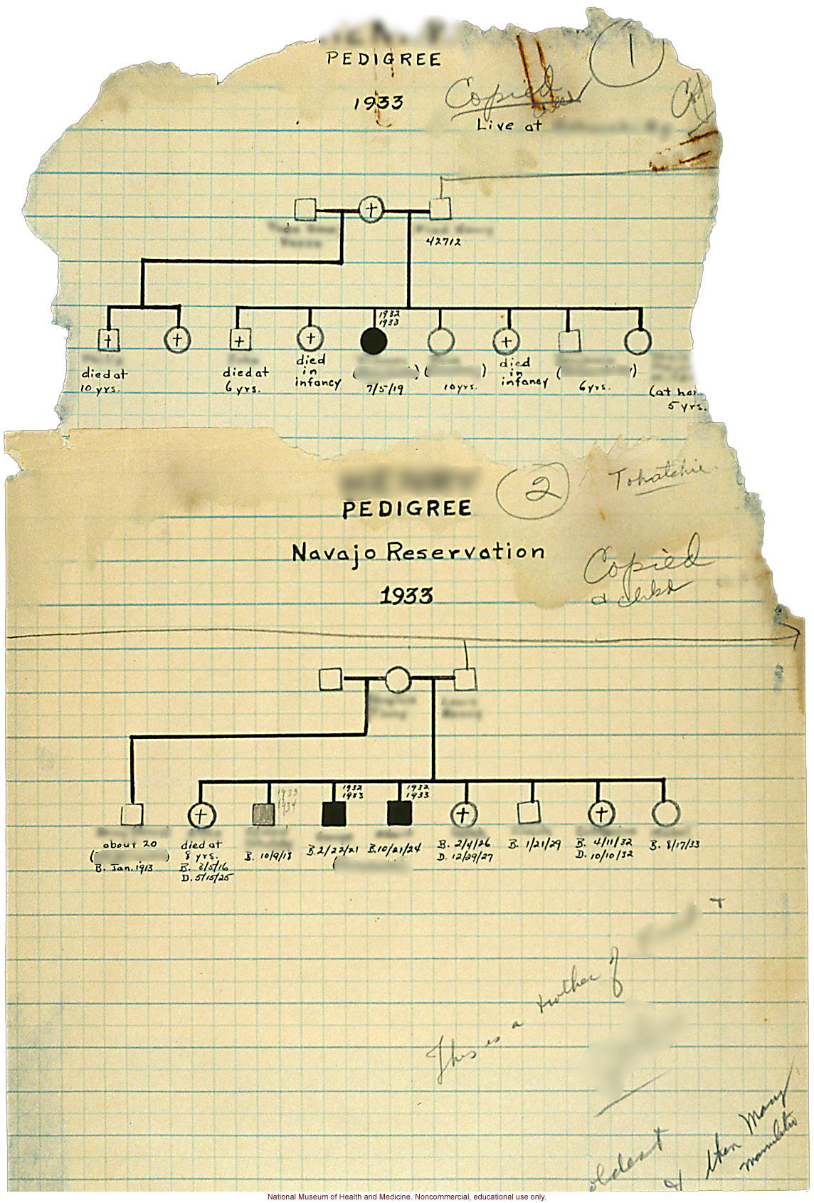 Two pedigrees from the Navajo Reservation, by Morris Steggerda