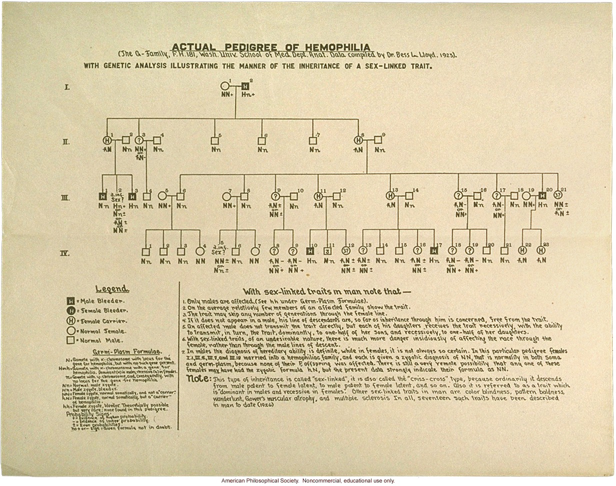 Hemophilia pedigree by Dr. Bess Lloyd