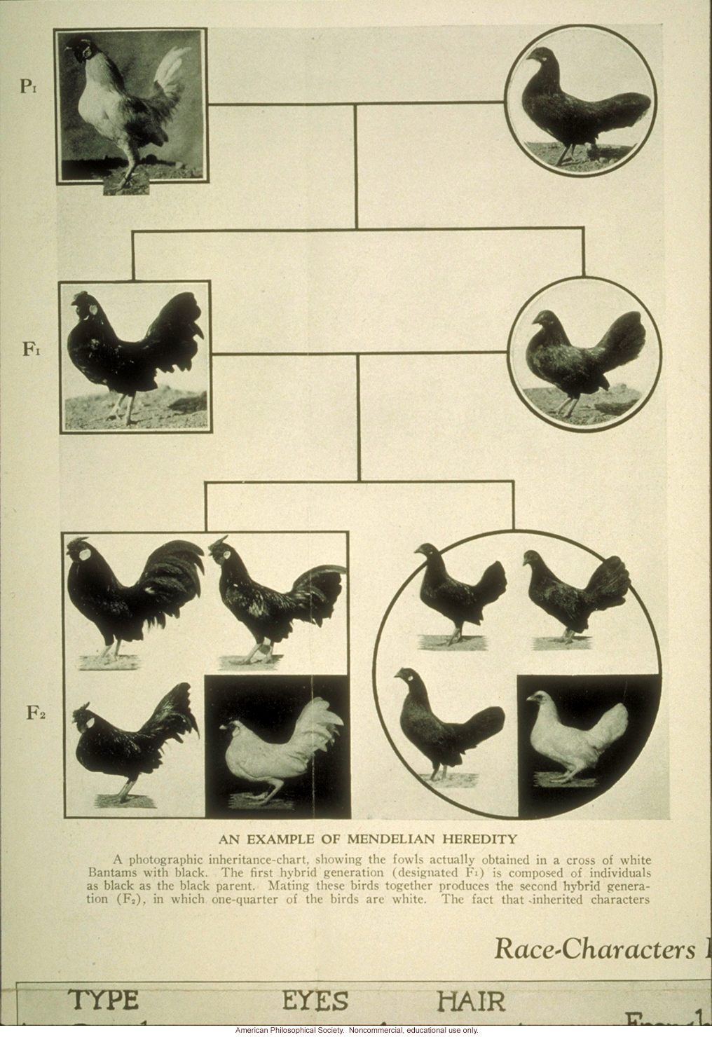 &quote;An example of Mendelian heredity,&quote; chicken breeding