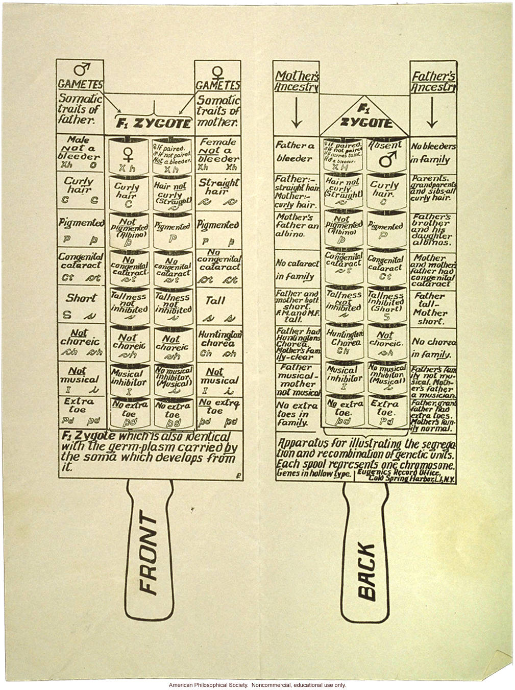 Diagram of an apparatus to illustrate recombination and segregation