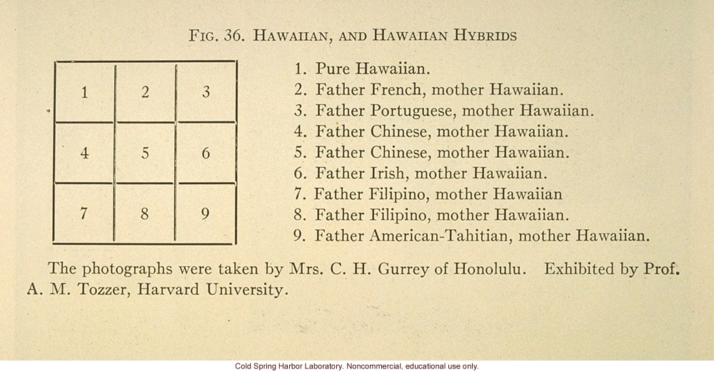 &quote;Hawaiian, and Hawaiian hybrids&quote;