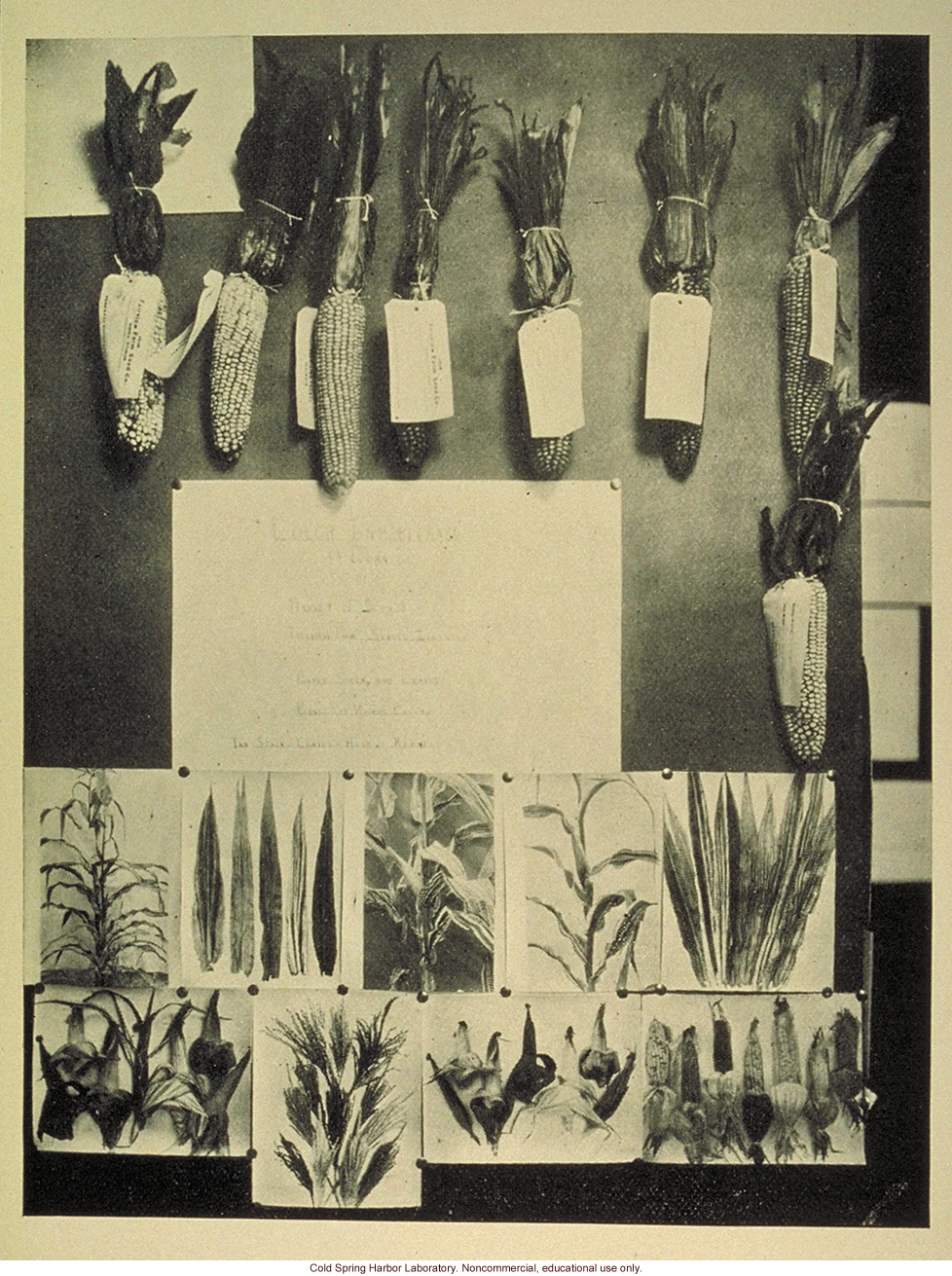 Color inheritance in Indian corn