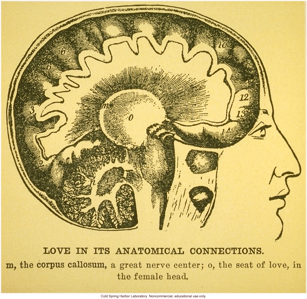 &quote;Love in its anatomical connections&quote;