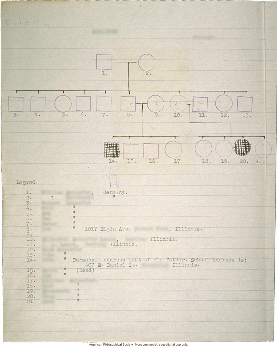 Pedigree and photo of polydactyly, by Morris Steggerda