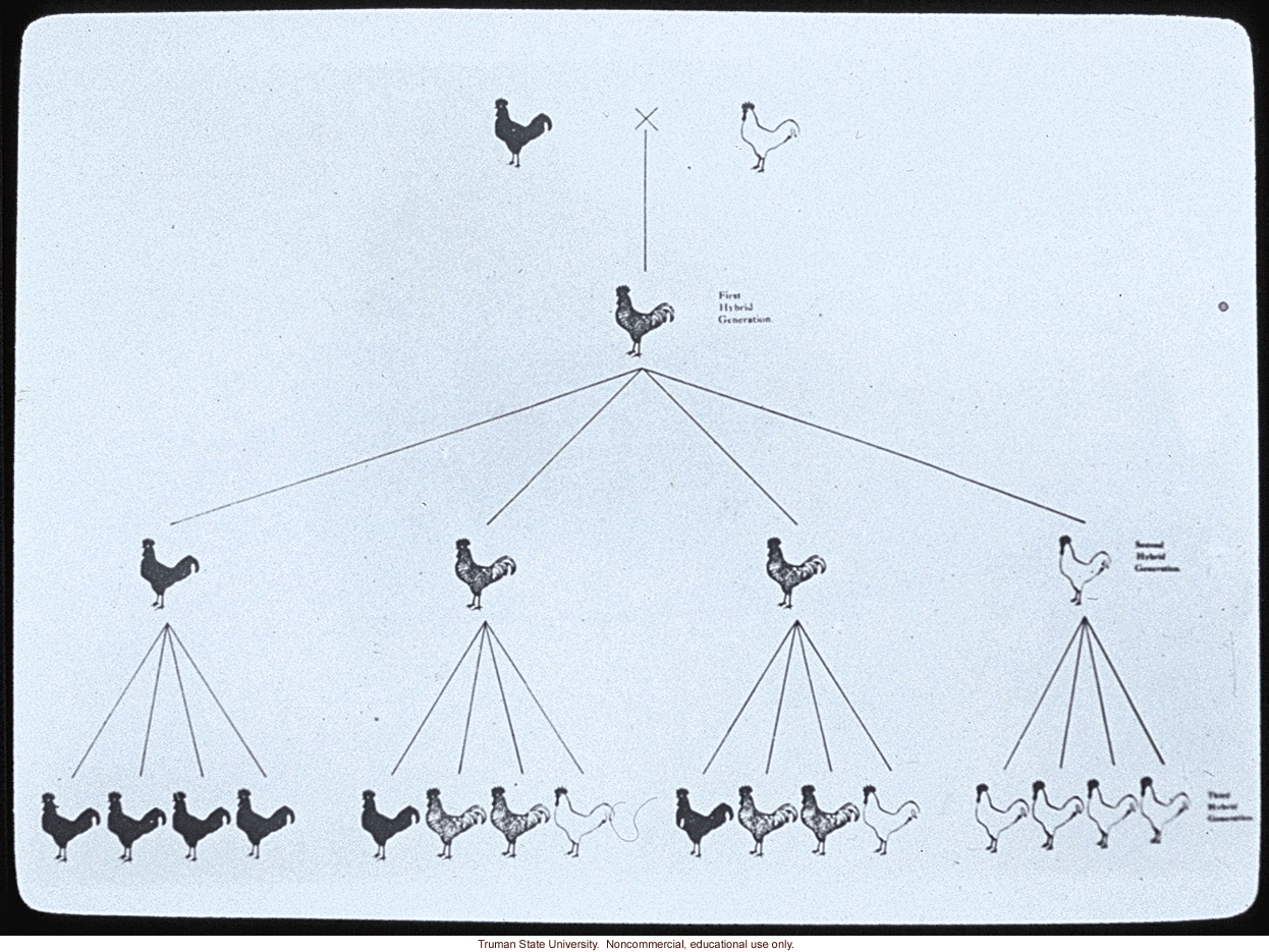 Heredity of color in Anadalusian fowl, about chicken genetics
