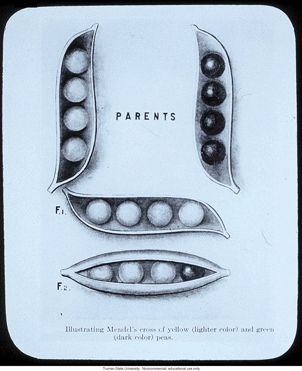 &quote;Illustrating Mendel's cross of yellow and green peas&quote;