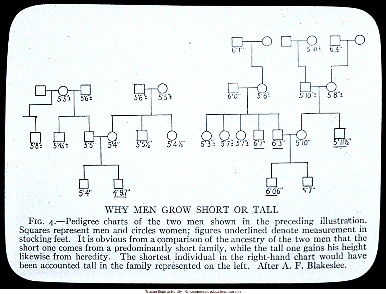 Pedigree: &quote;Why men grow short or tall&quote;