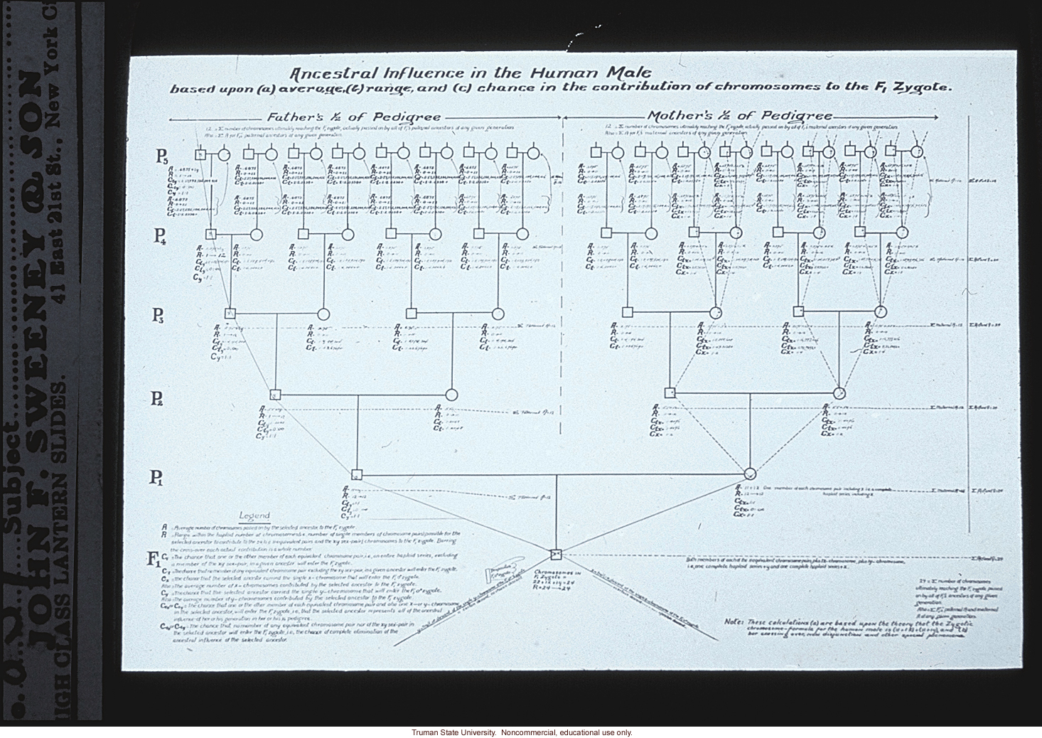 Pedigree: &quote;Ancestral influence in the human male&quote;