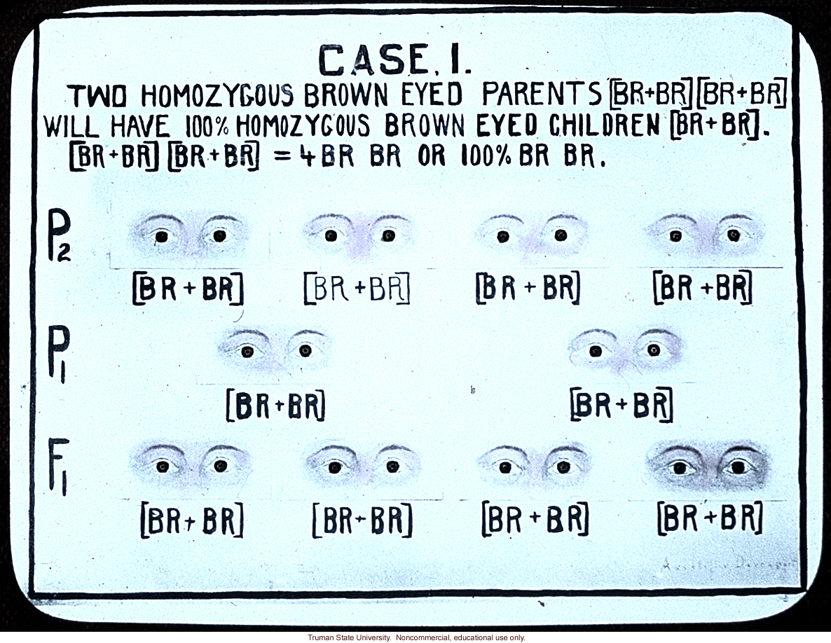 &quote;Case I: 2 homozygous brown eyed parents will have 100% homozygous brown eyed children&quote;