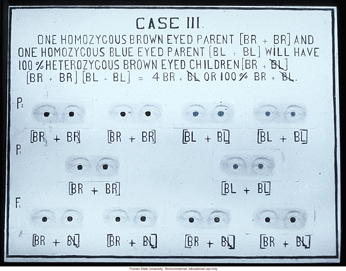 &quote;Case III: one homozygous brown eyed parent and one homozygous blue eyed parent will have 100% heterozygous brown eyed children&quote;