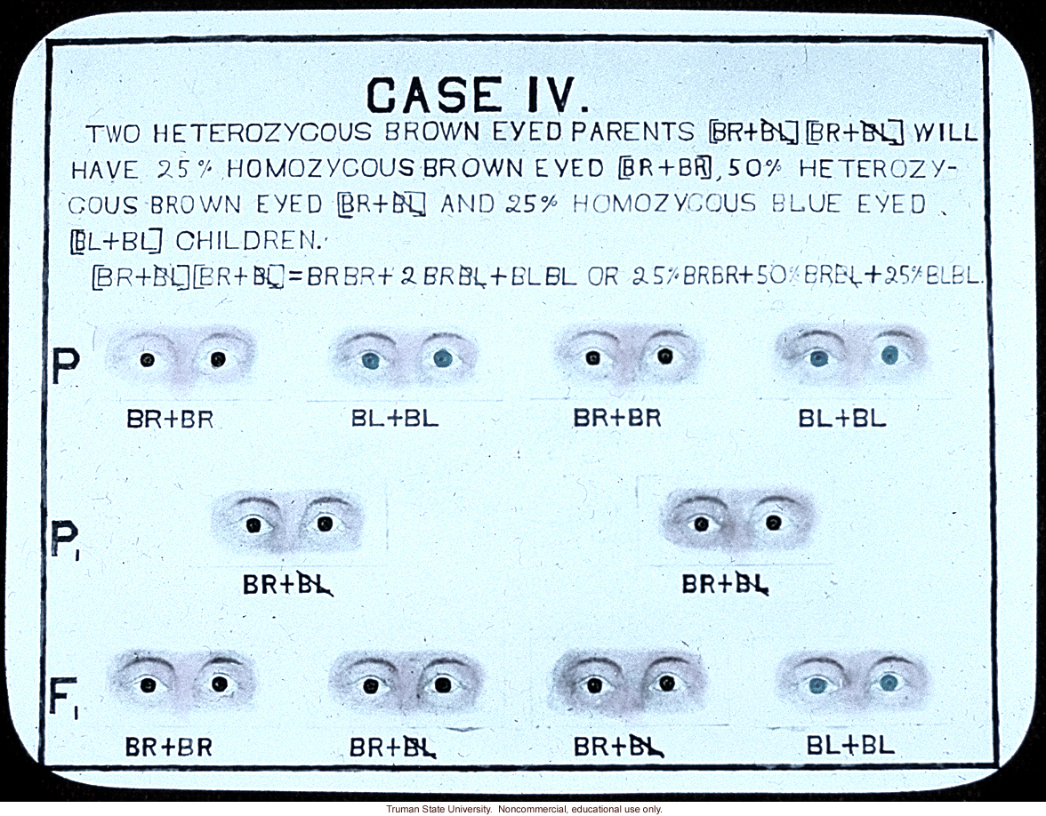 &quote;Case IV: two heterozygous brown eyed parents will have 25% homozgyous brown eyed, 50% heterozygous brown eyed and 25% homozygous blue eyed children&quote;