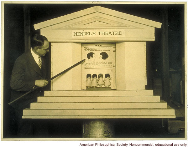 &quote;Mendel's Theatre&quote; showing inheritance of hair color, demonstrated by Leon Fradley Whitney