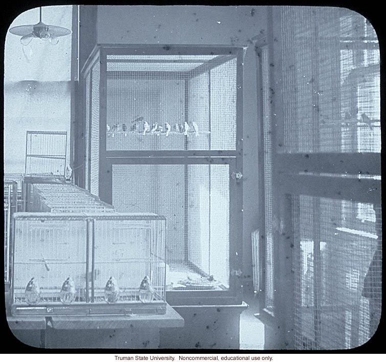 Canaries in research and administration building of Carnegie Station for Experimental Evolution, Cold Spring Harbor, N.Y.
