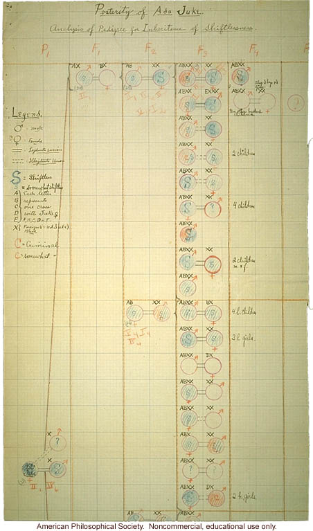&quote;Posterity of Ada Juke: Analysis of pedigree of inheritance of shiftlessness,&quote; (partial)