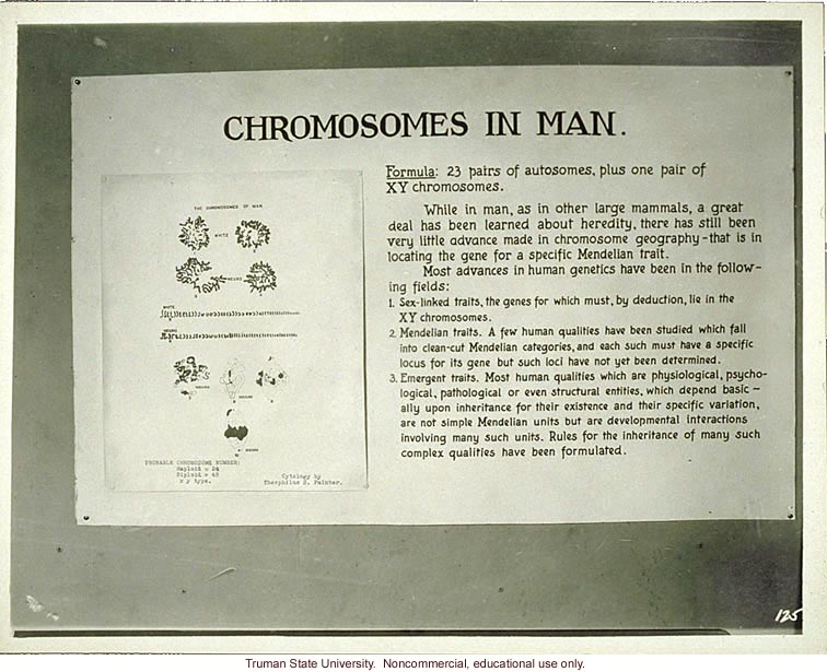 T. S. Painter's exhibit &quote;Chromosomes in man,&quote; 3rd International Eugenics Conference