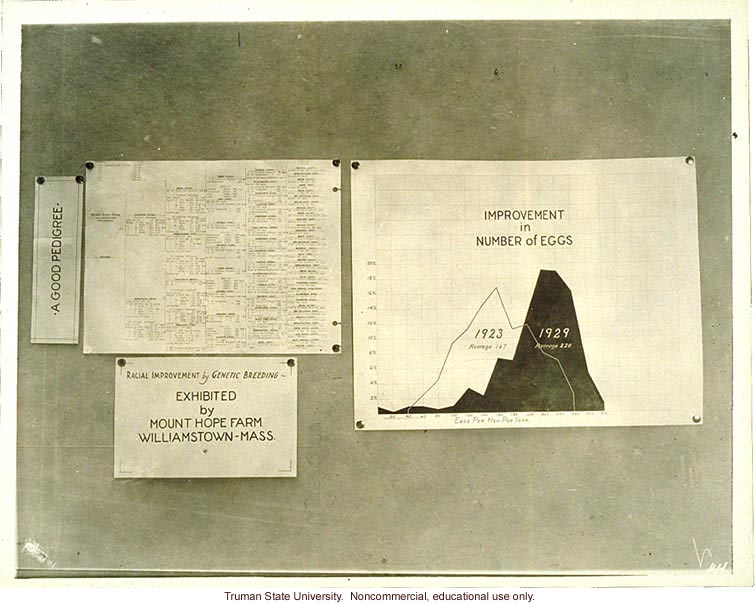 &quote;A good pedigree: improvement in number of eggs,&quote; in chickens, 3rd International Eugenics Conference