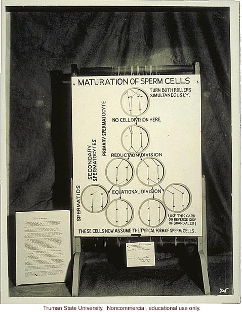 &quote;Maturation of sperm cells,&quote; 3rd International Eugenics Conference