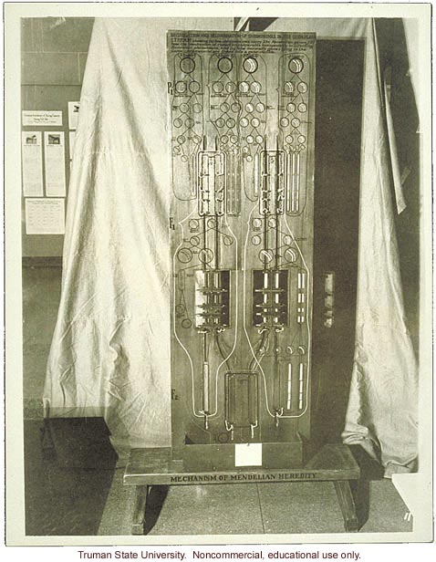 &quote;Mechanism of Mendelian heredity,&quote; model of recombination, 3rd International Eugenics Conference