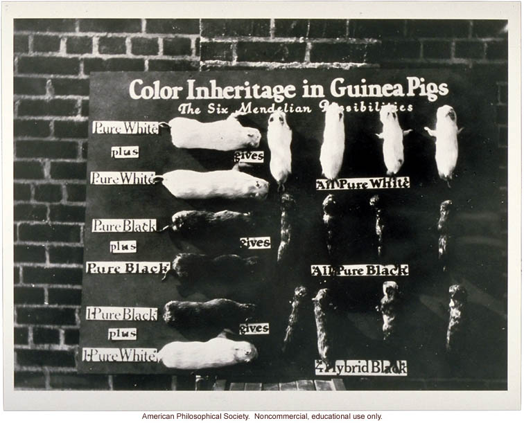 Exhibit, &quote;Color Inheritance in Guinea Pigs&quote; (Mendelian pattern)