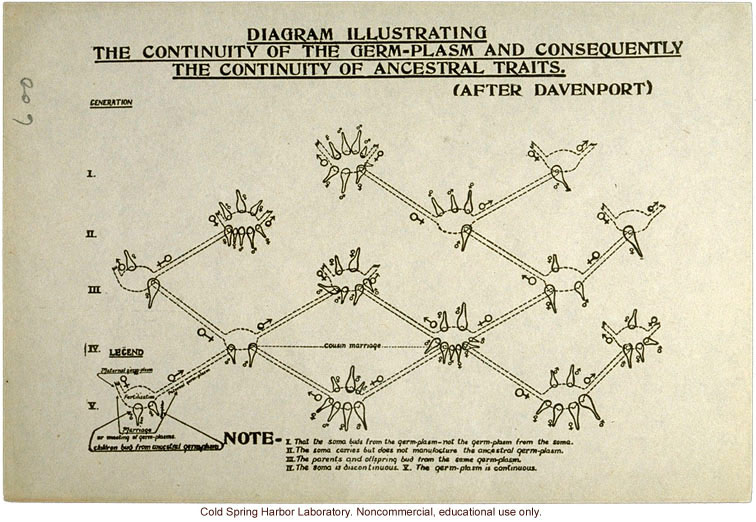 &quote;Diagram Illustrating the Continuity of the Germ-Plasm and Consequently the Continuity of Ancestral Traits,&quote; adapted from Davenport