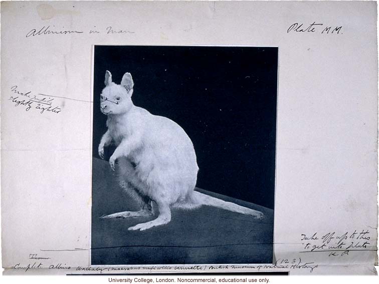 Albino wallaby, with Karl Pearson's handwritten captions and instructions for publication in &quote;Albinism in Man&quote; (1913)