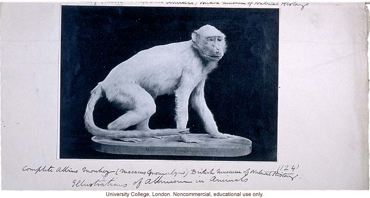 Albino monkey, with Karl Pearson's handwritten captions and instructions for publication in &quote;Albinism in Man&quote; (1911)