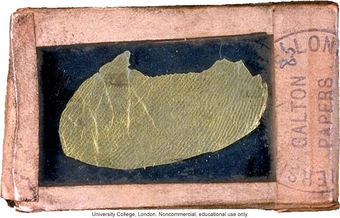 Francis Galton's wax finger impression