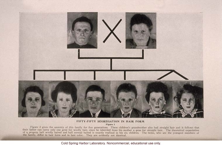 &quote;Another Wooly-Hair Mutation in Man,&quote; by C.Ph. Schokking, <i>Journal of Heredity</i> (vol. 25)