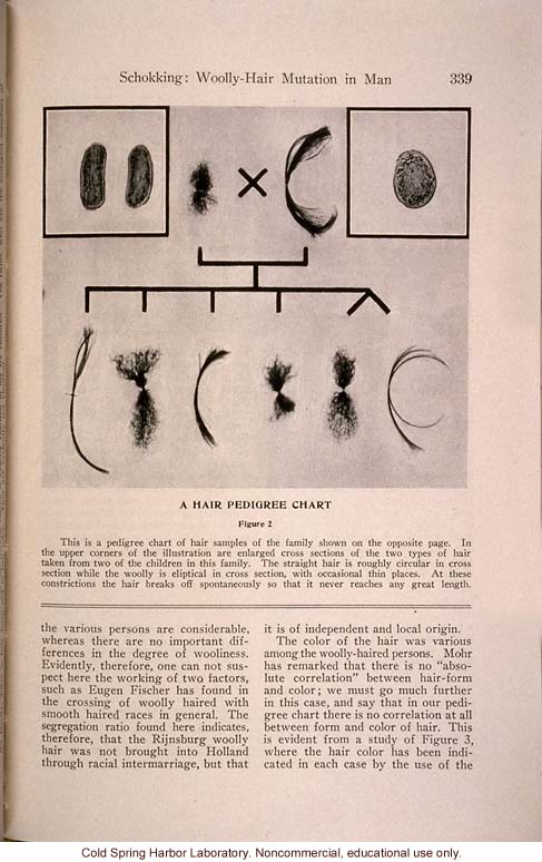 &quote;Another Wooly-Hair Mutation in Man,&quote; by C.Ph. Schokking, <i>Journal of Heredity</i> (vol. 25)