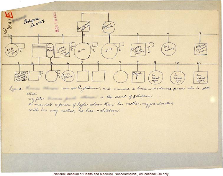 Mico College anthropometric case 3: photos, measurements, pedigree, notes; by Morris Steggerda for <i>Race Crossing in Jamaica</i>