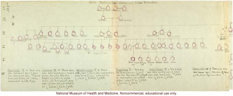 Anthropometric case materials on a Shinnecock Indian Family of Eastern Long Island (photographs, pedigree, field notes, and physical measurements)