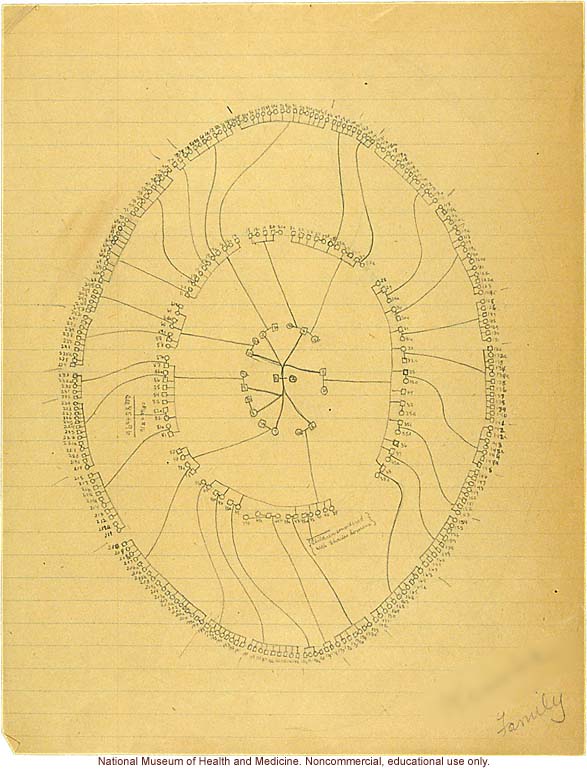 Seaford Town female anthropometric case: pedigree and inter-marriages, by Morris Steggerda for <i>Race Crossing in Jamaica</i>