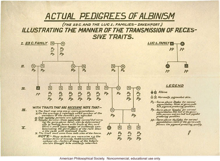 Albinism pedigree by Charles Davenport