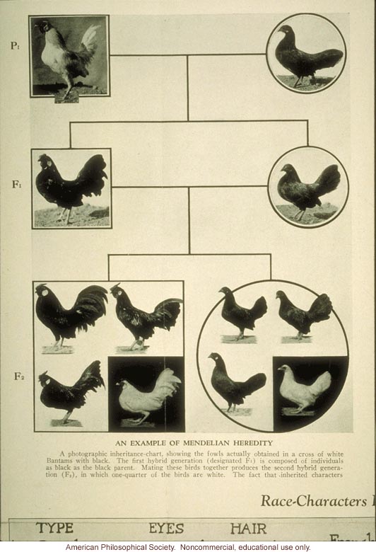 &quote;An example of Mendelian heredity,&quote; chicken breeding