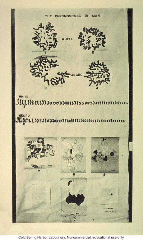 &quote;Fig. 6. The chromosomes of man&quote;