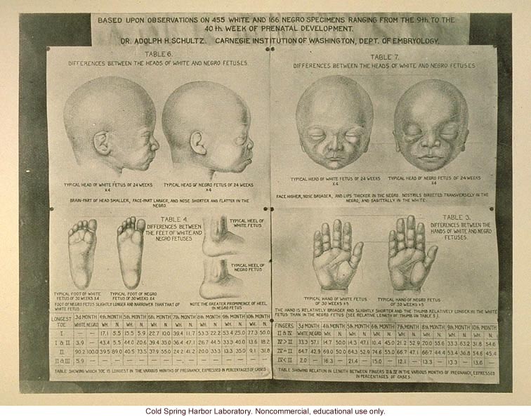 Difference between white and negro fetuses