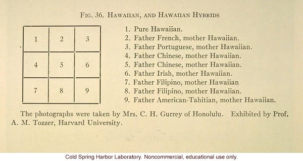 &quote;Hawaiian, and Hawaiian hybrids&quote;